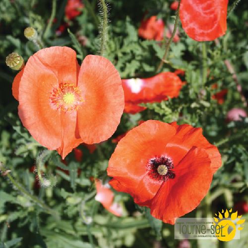 Mixed Poppies