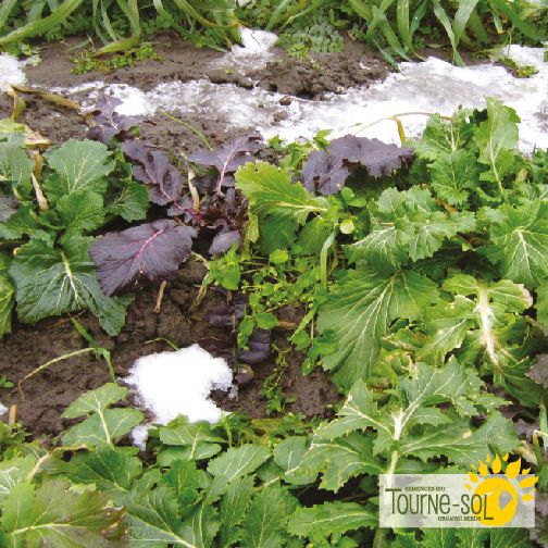 Mesclun Winter Greens