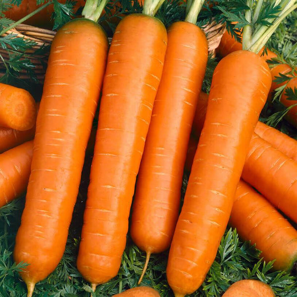 Carrot 'Baby Fingers'