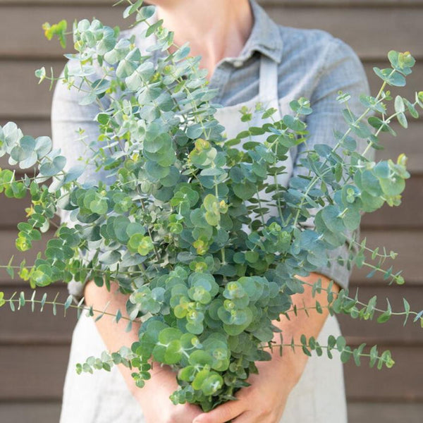 Eucalyptus ‘Baby Blue Bouquet’ bio