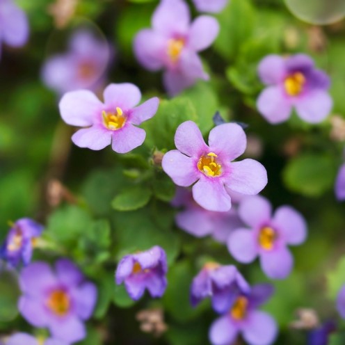 Bacopa 'Blutopia'