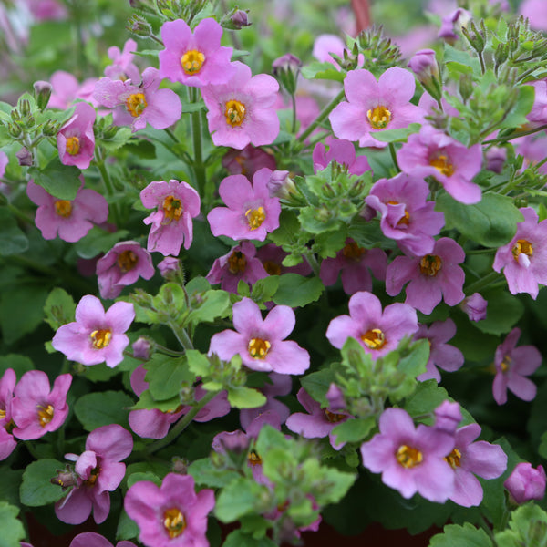 Bacopa 'Pinktopia' F1