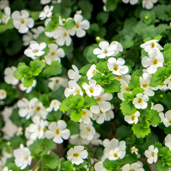 Bacopa 'Snowtopia'