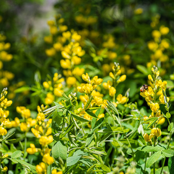 Yellow False Indigo