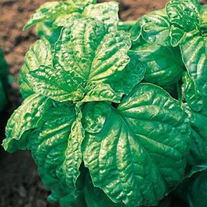 Basil 'Bolloso Napoletano'