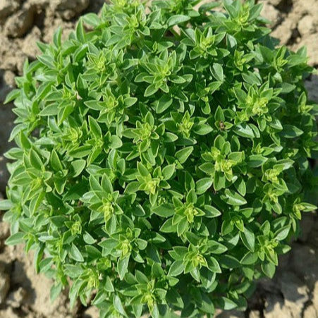 Basil 'Greek Globe'