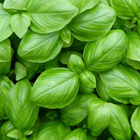 Basil Italian Classic 'Genovese'