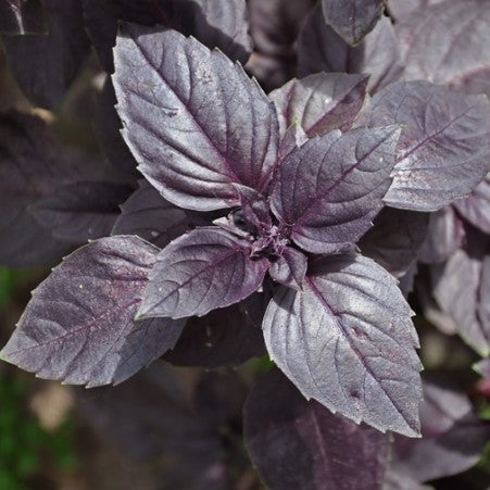 Purple Basil