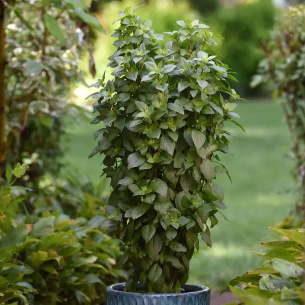 Basil 'Everleaf Thai Towers'