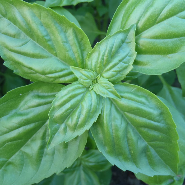 Basil 'Genovese'