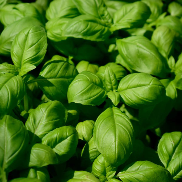 Basil Large Genova Green