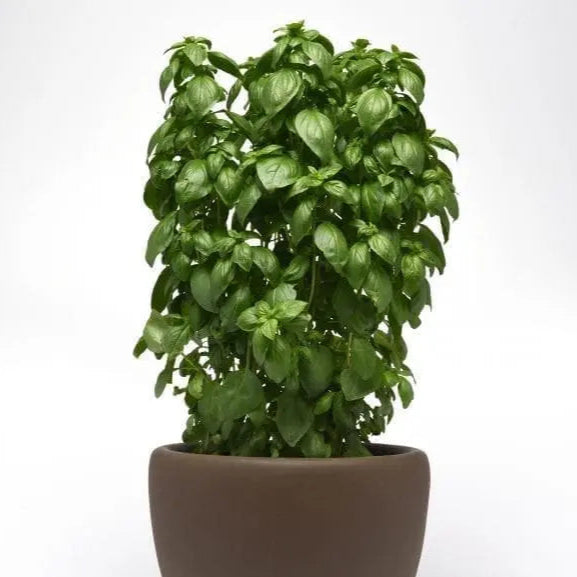 Basil 'Emerald Tower Genovese'