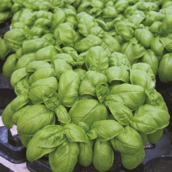 Basil 'Emily Genovese'