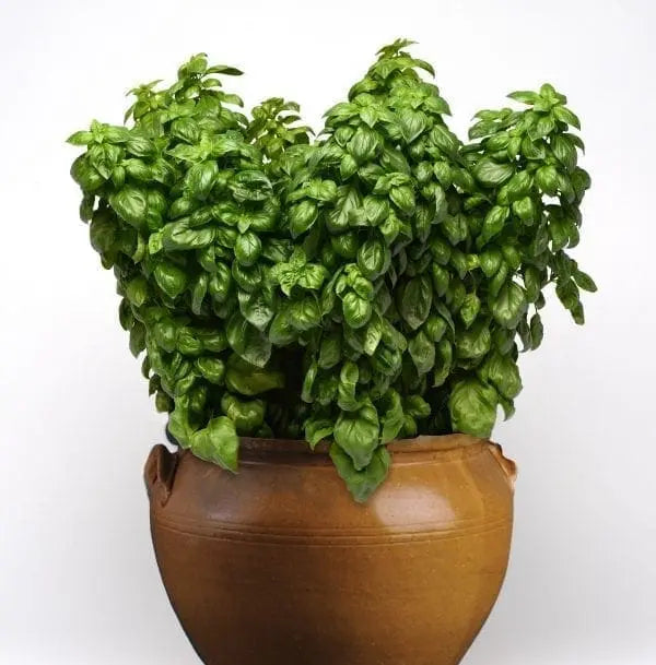 Basil 'Everleaf Genovese'