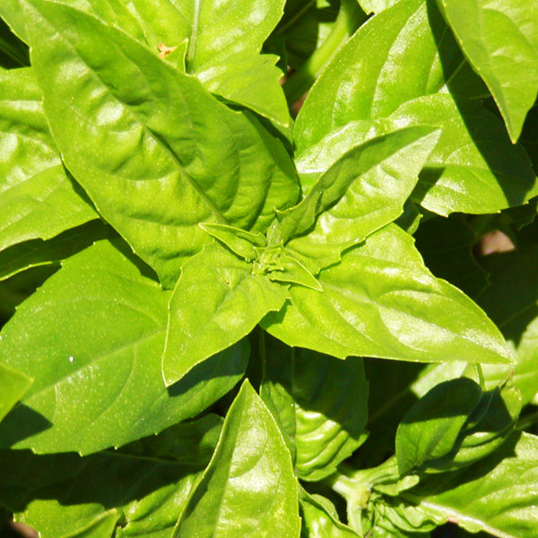 Basilic 'Genovese' bio