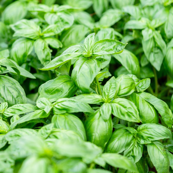 Basilic 'Genovese' bio