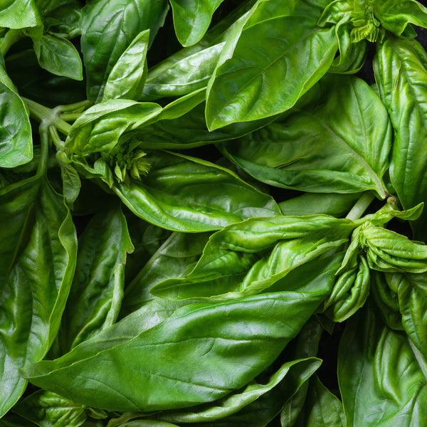 Basil Large Genova Green organic