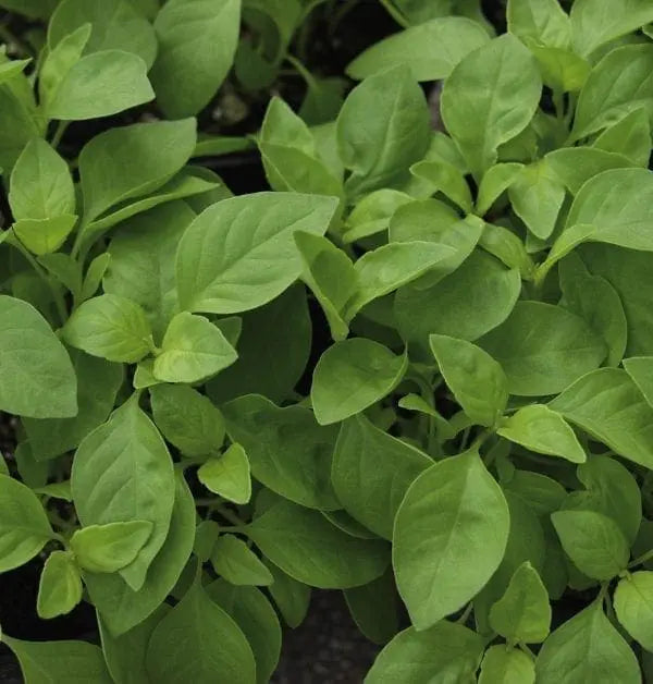 Basil Helios (Lemon)