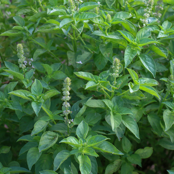 Basil 'Holy' organic