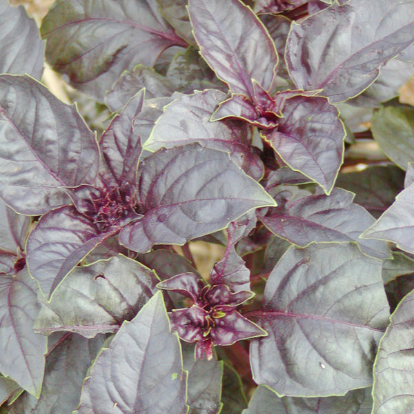 Organic purple basil