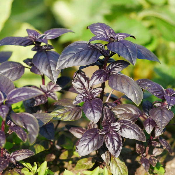 Basil Purple Ball