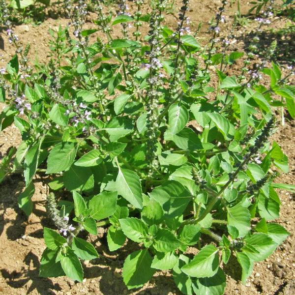 Organic Holy Basil