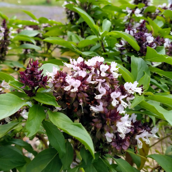 Basil 'Thai Siam Queen'