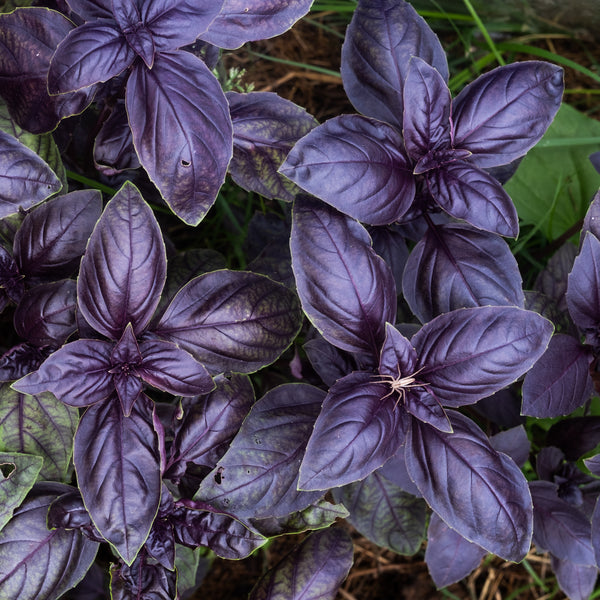 Purple Basil