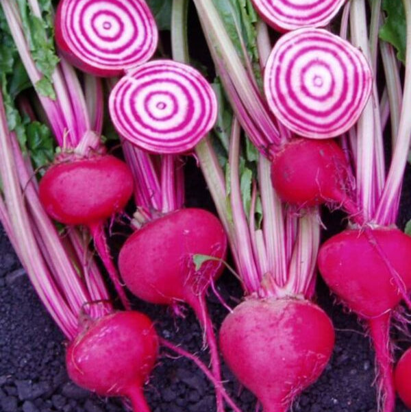 Betterave 'Chioggia Italien'