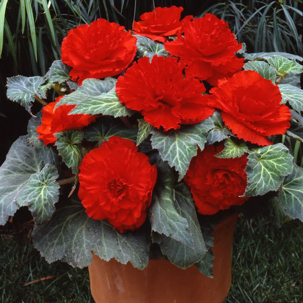 Begonia AmeriHybrid® Ruffled Scarlet Red F1