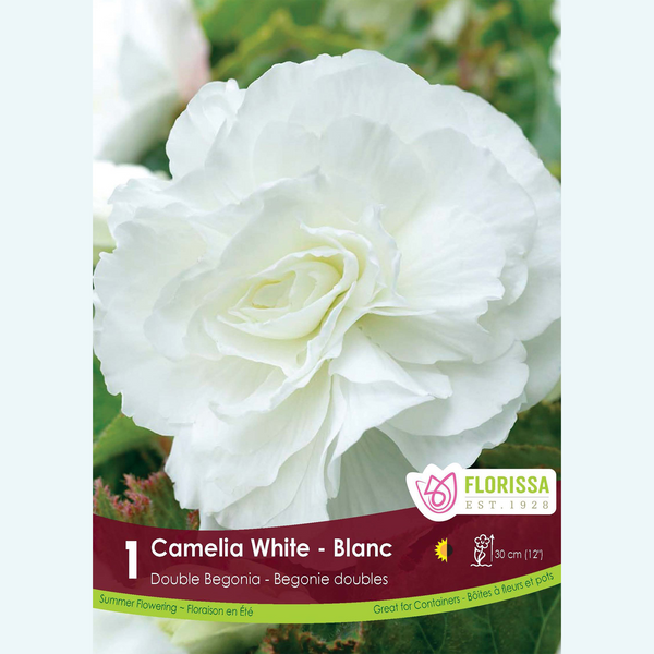 Bégonia Double Camelia 'Blanc' (1 bulbe)