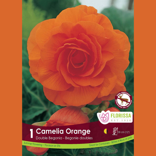 Begonia Double Camelia 'Orange' (1 bulb)