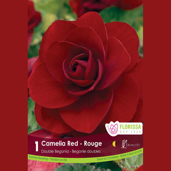 Begonia Double Camelia 'Red' (1 bulb)