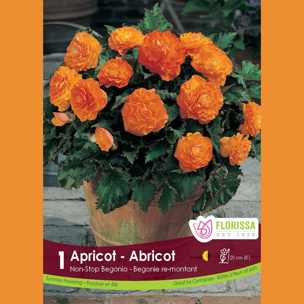 Begonia Non-stop 'Apricot' (1 bulb)