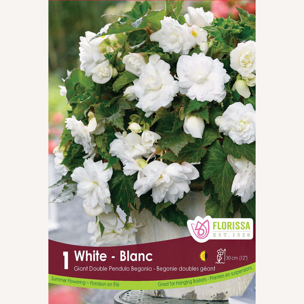 Begonia Double Pendula 'White' (1 bulb)