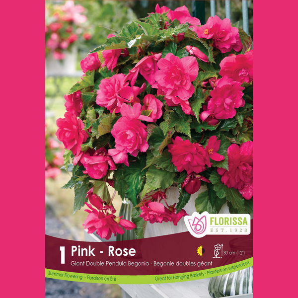 Begonia Double Pendula 'Rose' (1 bulb)