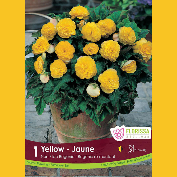 Begonia Non-stop 'Yellow' (1 bulb)