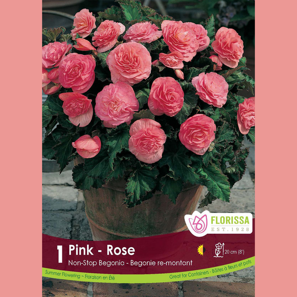 Begonia Non-stop 'Rose' (1 bulb)