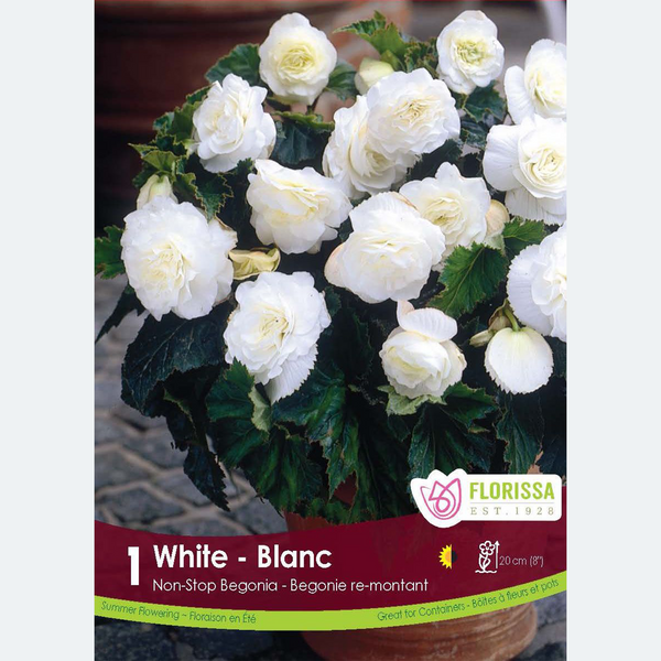 Begonia Non-stop 'White' (1 bulb)