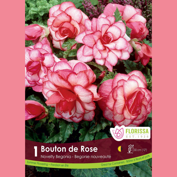 Bégonia Novelty 'Bouton de Rose' (1 bulbe)