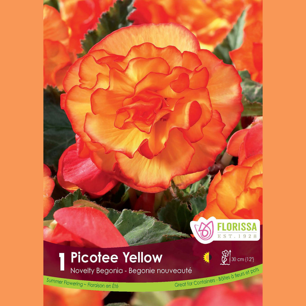 Begonia Novelty 'Picotée Jaune' (1 bulb)