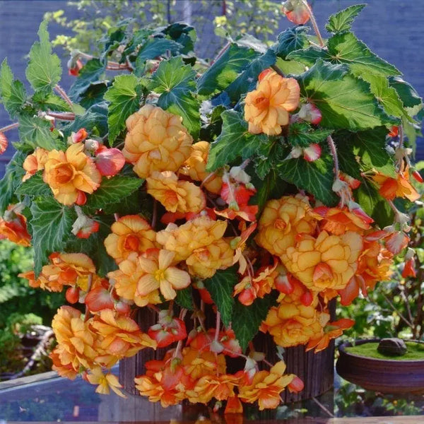 Begonia Sun Dancer™ Yellow Red Picotee F1