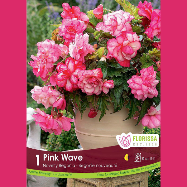 Begonia Super Novelty 'Pink Wave' (1 bulb)