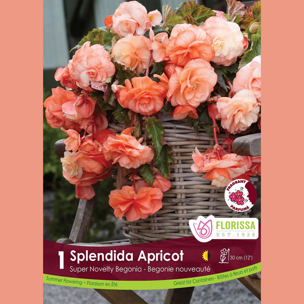 Begonia Super Novelty 'Splendide Abricot' (1 bulb)