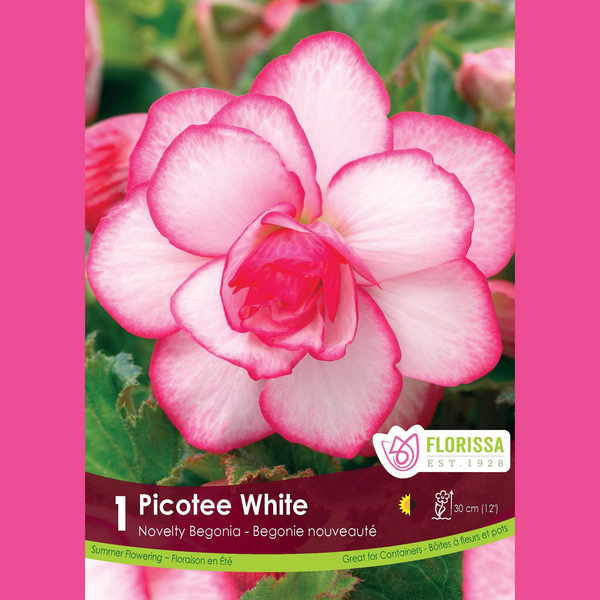 Begonia Novelty 'Picotée Blanc' (1 bulb)