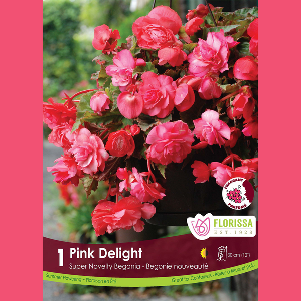 Begonia Super Novelty 'Pink Delight' (1 bulb)