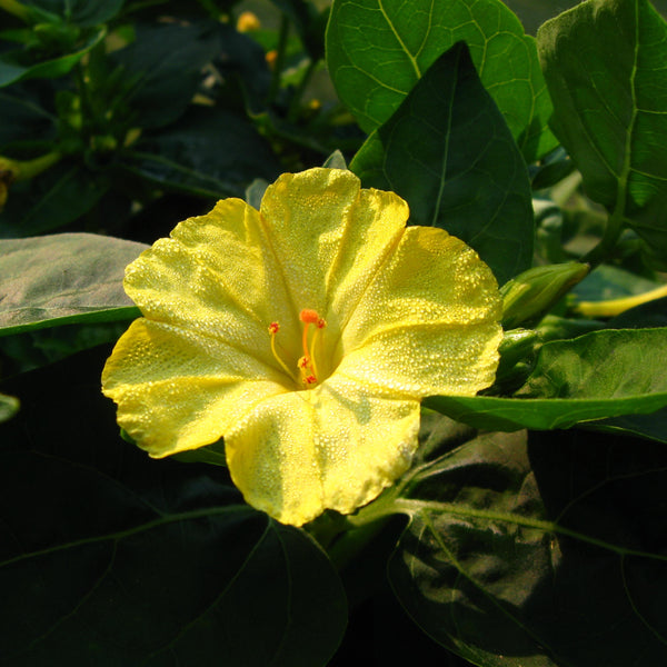 Yellow Marvel of Peru 