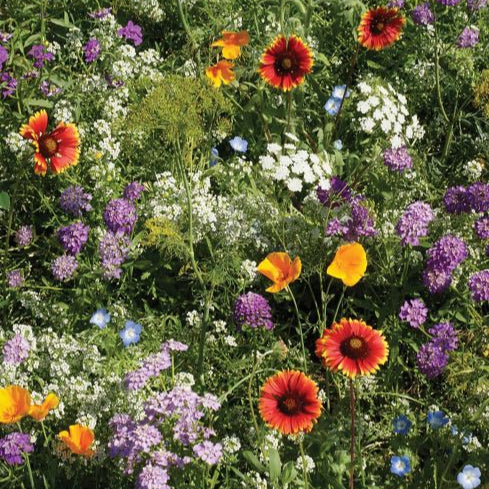 Mélange de fleurs pour insectes bénéfiques bio