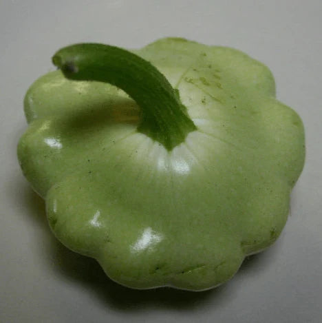 Summer Squash 'Benning's GT' organic