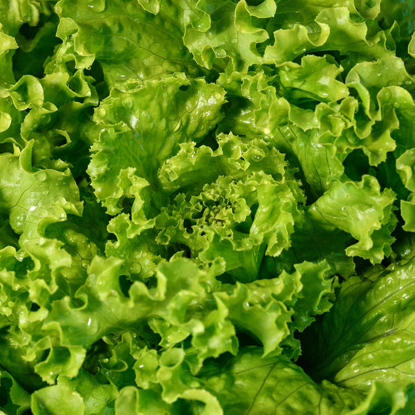 Bergam's Green Lettuce